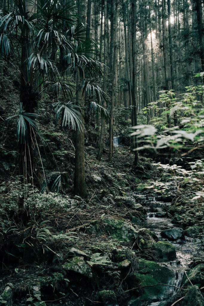 A stream running through a lush green forest on the Kumano Kodo pilgrimage route
